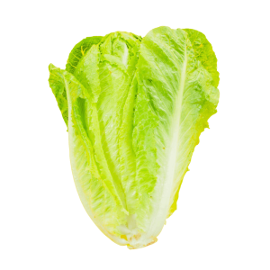 Lechuga